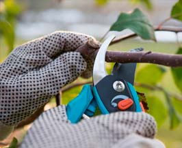 TREE TRIMMING AND PRUNING